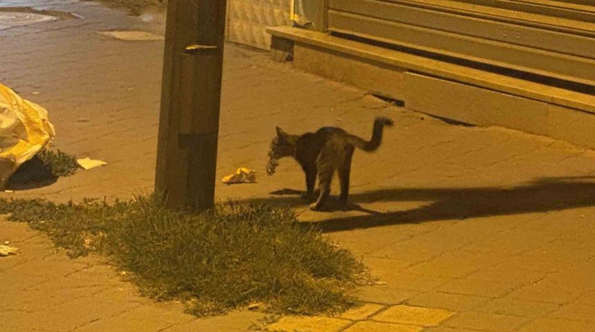Iğdır&rsquo;da kedinin fareyle 20 dakikalık oyunu kamerada