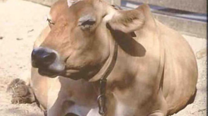 Şarbon hortladı, İpsala karantinada