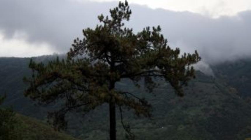 Bursa&rsquo;nın yeşili b&uuml;y&uuml;l&uuml;yor