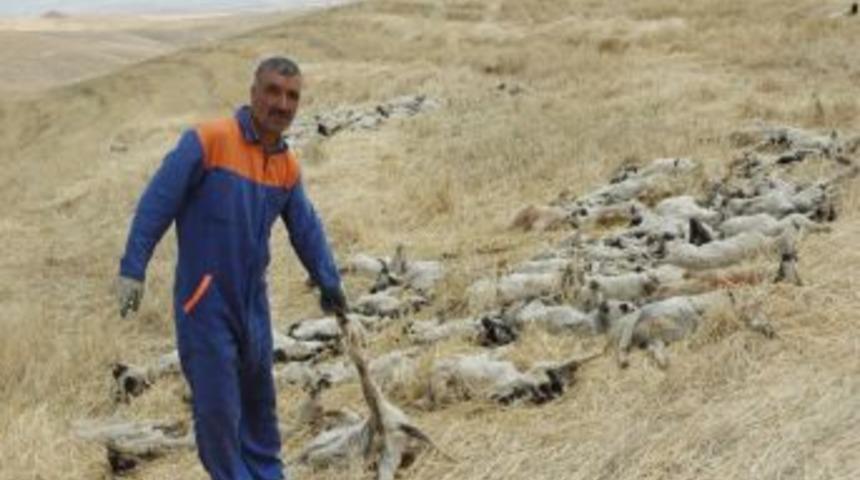 80 bin liraya ithal ettiği koyunlardan 300'ü telef oldu