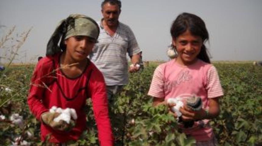 Şanlıurfa'nın 120 bin tarım işçisi öğrencisi var