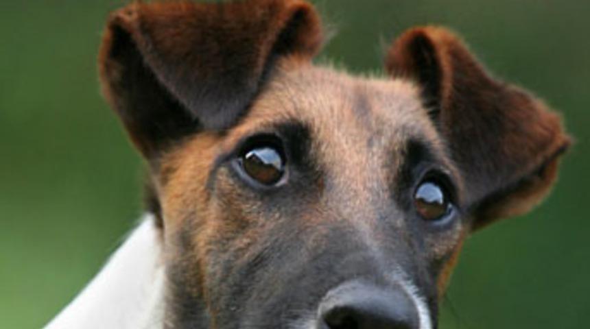 K&ouml;peğe tecav&uuml;z iddiası