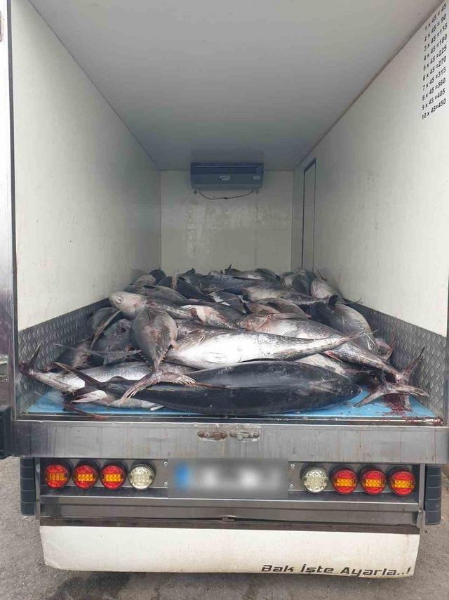 İzmir’de kaçak avlanan 3 ton mavi yüzgeçli orkinos ele geçirildi 1