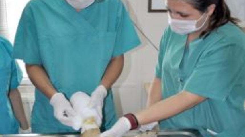 Hayvan barınağı, Avrupalı &ouml;ğrencilere staj merkezi oldu