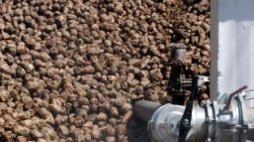 Pancar işlenmeye başladı