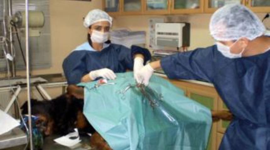 Karabaş, ömür boyu kalp ilacı kullanacak