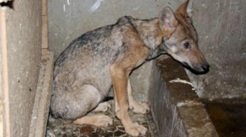 &Ouml;ks&uuml;z kalan yavru kurtlara, KA&Uuml; ve Kuzey Doğa Derneği sahip &ccedil;ıktı