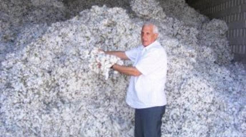 Pamukta rekor rekolte bekleniyor