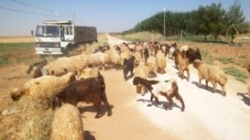 Ak&ccedil;akale-Suriye sınırında 146 ka&ccedil;ak hayvan ele ge&ccedil;irildi