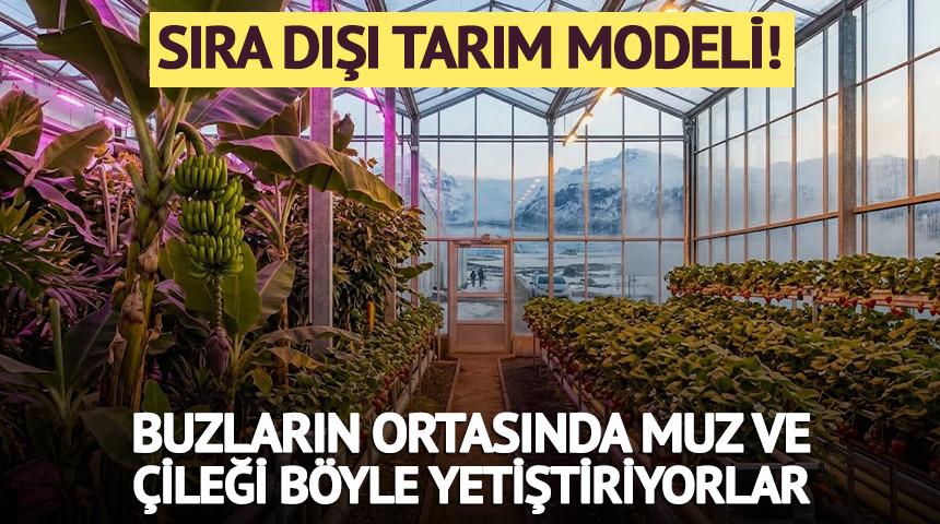 Buzların ortasında tarım yapıyorlar! Sırrı bakın neymiş