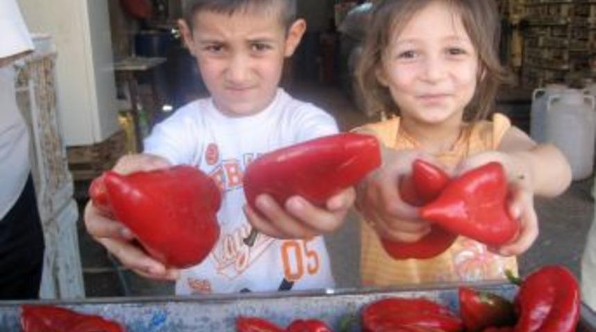 Osmaniye&rsquo;de sal&ccedil;alık biberler piyasaya &ccedil;ıktı