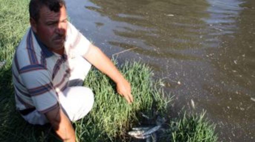 Bakır&ccedil;ay'da toplu balık &ouml;l&uuml;mleri g&ouml;r&uuml;ld&uuml;