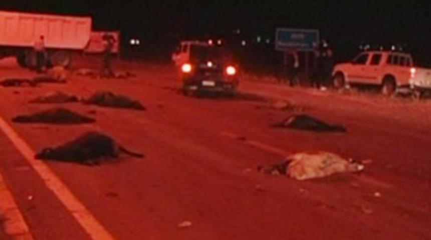 Askeri ara&ccedil; koyun s&uuml;r&uuml;s&uuml;ne &ccedil;arptı