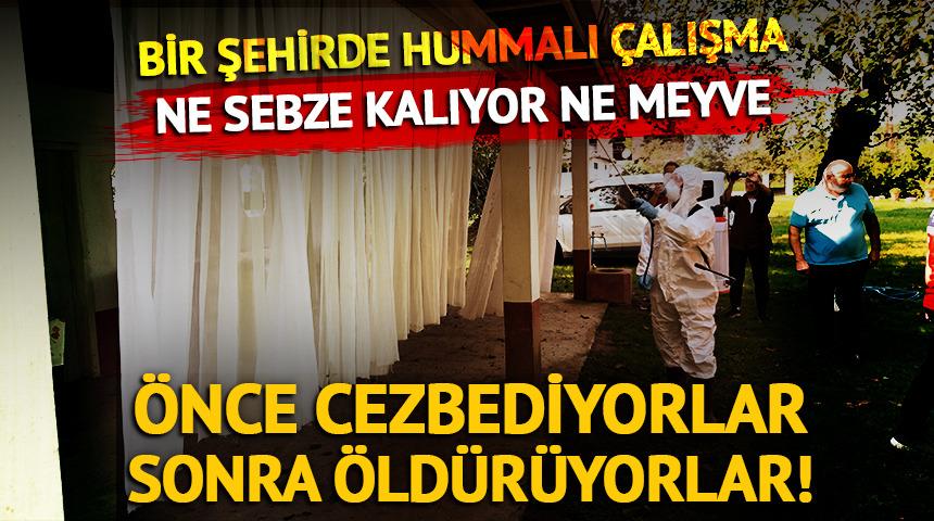 Cezbedip &ouml;ld&uuml;r&uuml;yorlar! Bir şehirde hummalı &ccedil;alışma