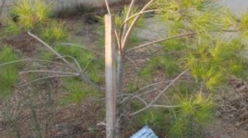 Şahin'in diktiği &ccedil;am fidanı kurumaması i&ccedil;in d&uuml;zenli olarak sulanıyor