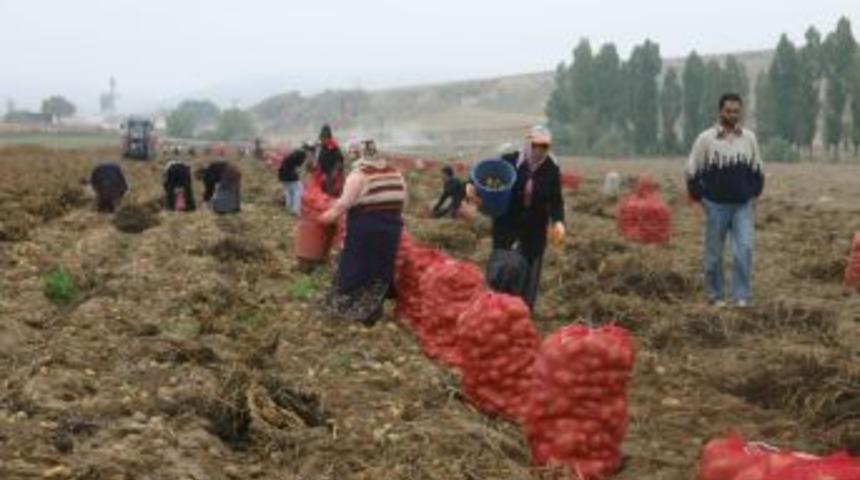 &Uuml;retim son 5 yılda 125 bin ton azaldı