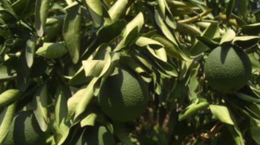 Erzin&rsquo;li narenciye &uuml;reticisi yağmur duasına &ccedil;ıktı