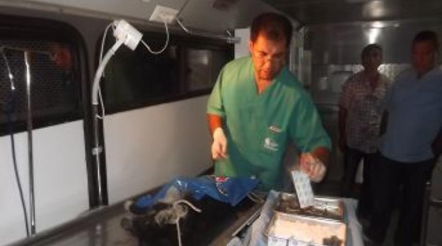 Bartın'da 80 k&ouml;peğe aşılama, kısırlaştırma ve k&uuml;peleme işlemi yapıldı