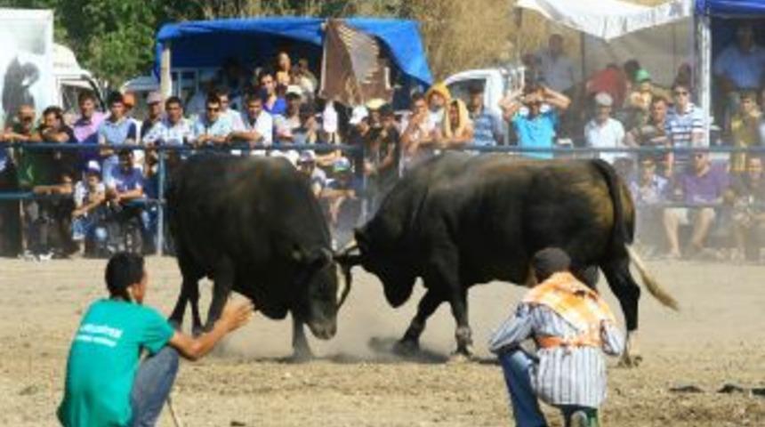Ula&rsquo;da boğalar &ouml;ğrenciler yararına g&uuml;reşti