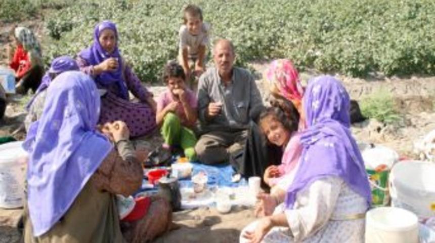 Okul yerine tarlaya gittiler