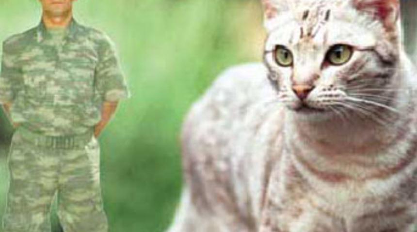 Kışlada kedi dayağı