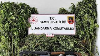Jandarma tarlada ekili 756 kök kenevir ele geçirdi