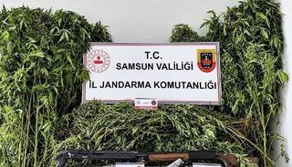 Jandarma tarlada ekili 756 k&ouml;k kenevir ele ge&ccedil;irdi