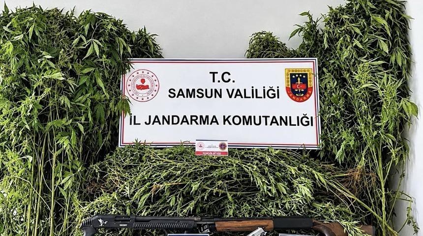 Jandarma tarlada ekili 756 k&ouml;k kenevir ele ge&ccedil;irdi
