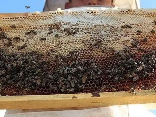 Bal &uuml;retiminin bu yıl 97-100 bin ton olması bekleniyor