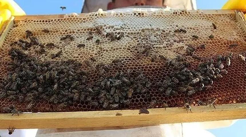 Bal &uuml;retiminin bu yıl 97-100 bin ton olması bekleniyor