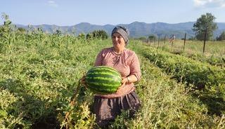 Adı 'Pijamalı', tohumu atadan kalma! 2 d&ouml;n&uuml;mden 10 ton &uuml;r&uuml;n aldı