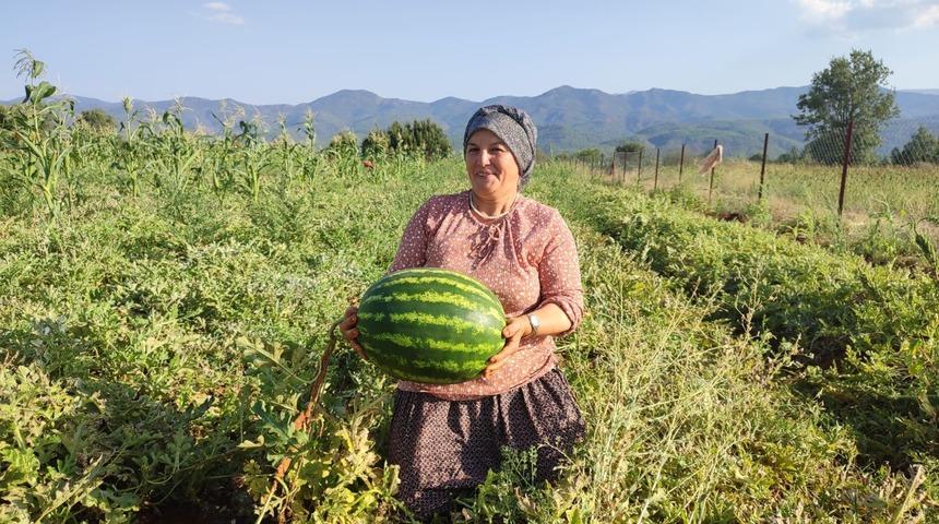 Adı 'Pijamalı', tohumu atadan kalma! 2 d&ouml;n&uuml;mden 10 ton &uuml;r&uuml;n aldı