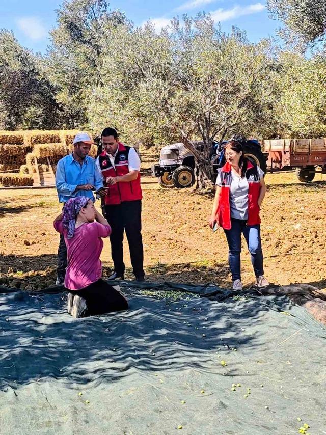 Gömeç te Zeytin Hasadına başlandı 3