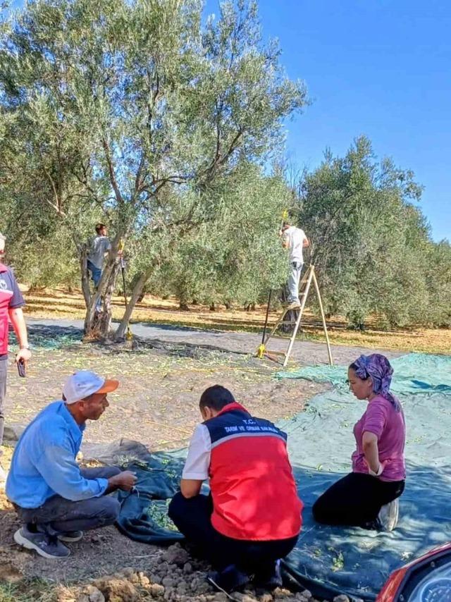 Gömeç te Zeytin Hasadına başlandı 2