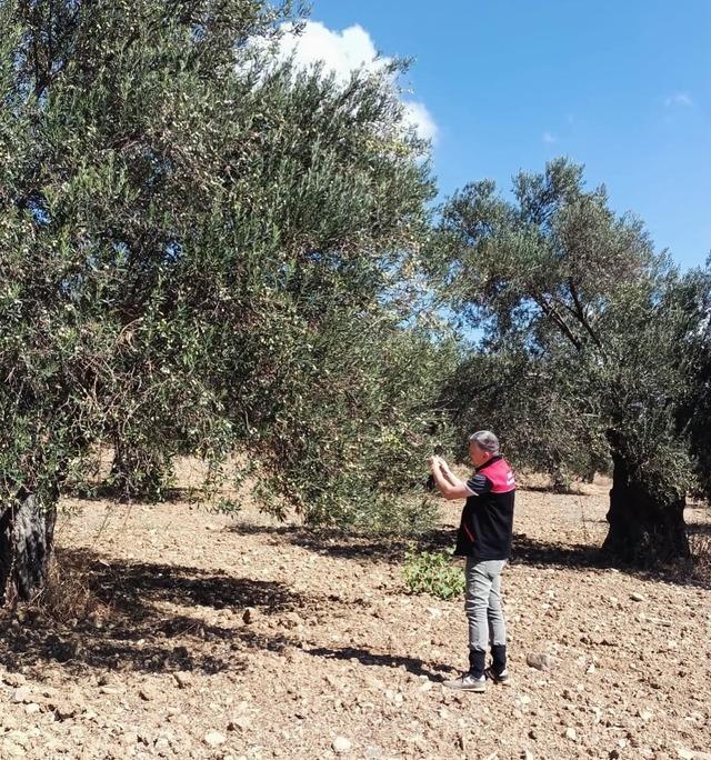 Gömeç te Zeytin Hasadına başlandı 1