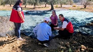 Gömeç te Zeytin Hasadına başlandı