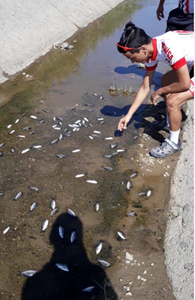 Sulama kanalındaki balıklar öldü