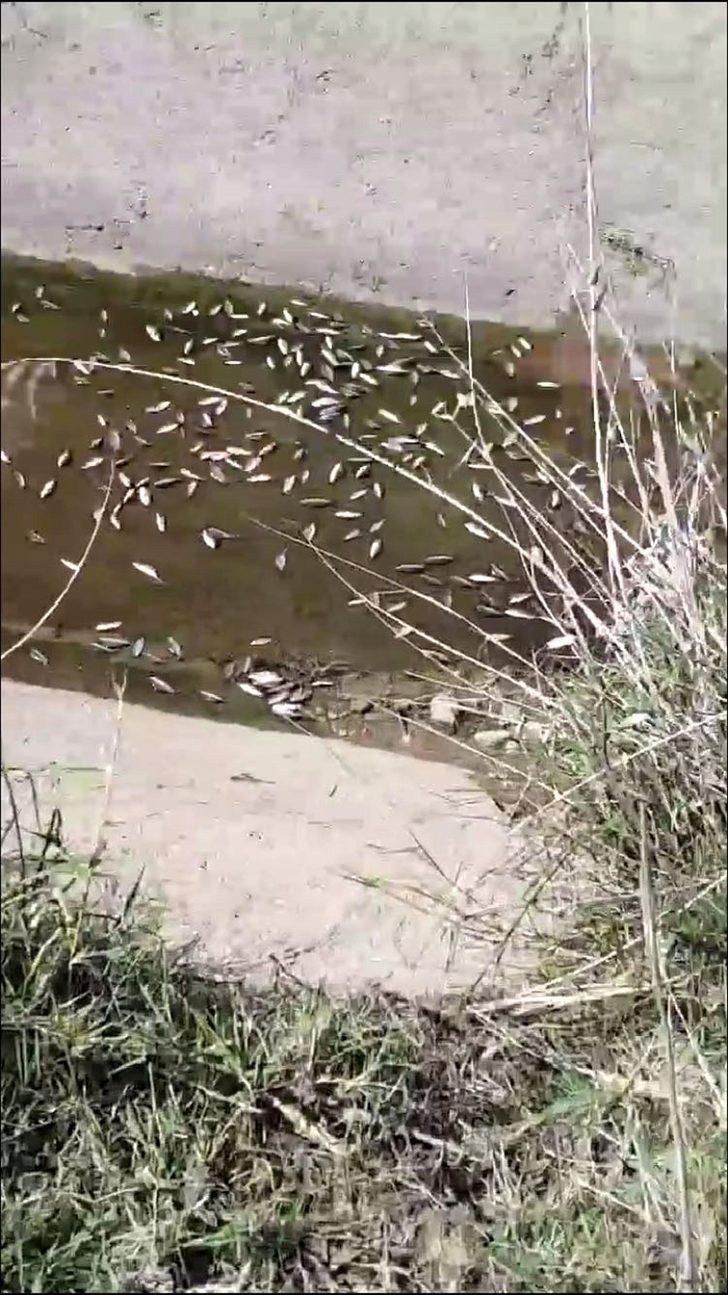 Sulama kanalındaki balıklar öldü