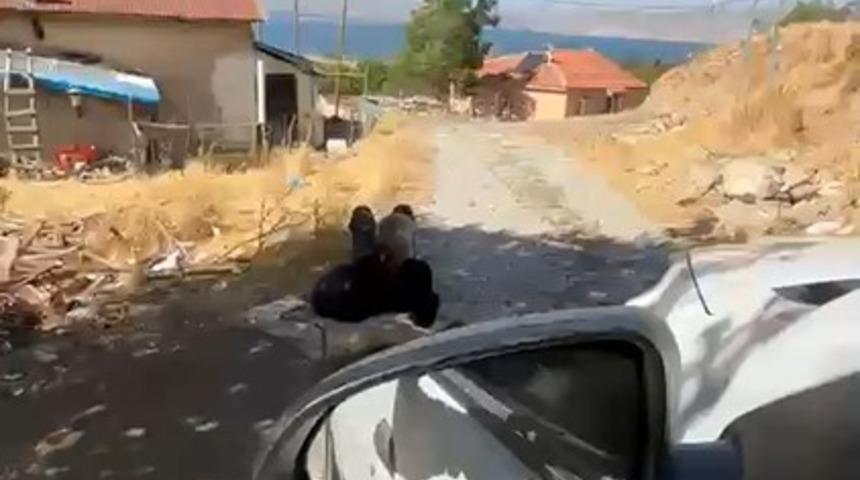 Elazığ&rsquo;da yaşlı bir adam, eşi tarafından zincirle ağaca bağlanmış şekilde g&ouml;r&uuml;nt&uuml;lendi