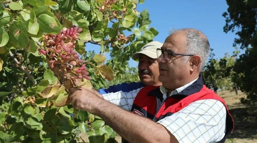 Elazığ&rsquo;da 38 ton Antep fıstığı rekoltesi bekleniyor