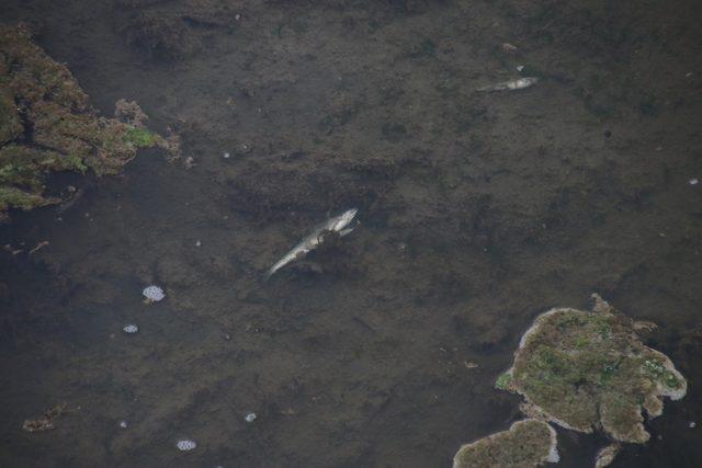 Düzce'de derede balık ölümleri
