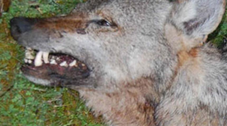 Başı kesildi, g&ouml;vdesi g&ouml;m&uuml;ld&uuml;