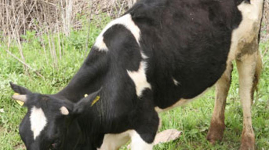 Y&uuml;k&uuml; ağır! Sırtında ay yıldız taşıyor...