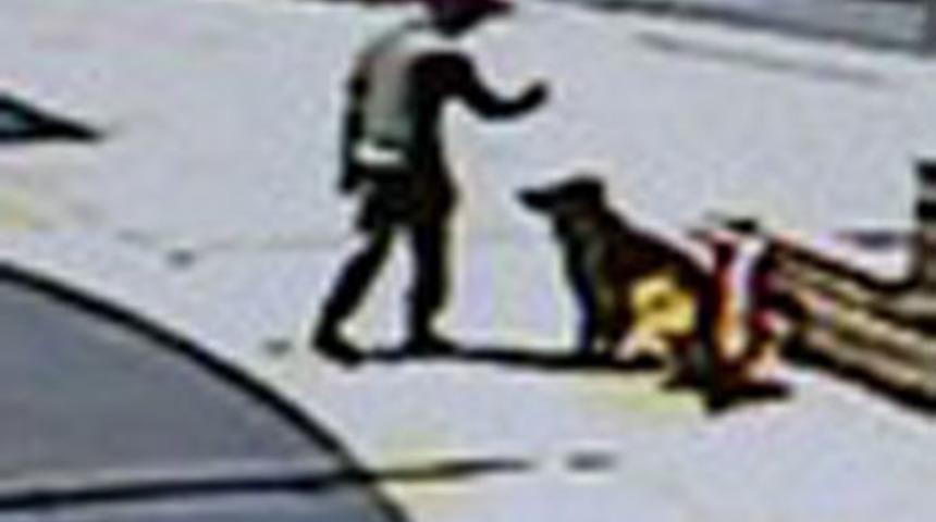 Alman kurdunu böyle çaldı