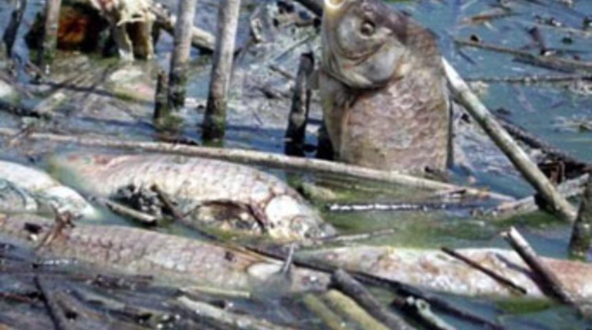 Azap G&ouml;l&uuml;'nde balık &ouml;l&uuml;mleri