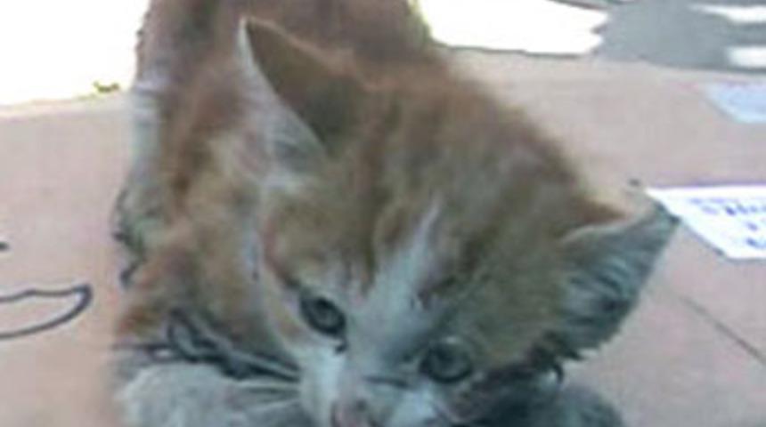 Yaralı kediye gazeteciler sahip &ccedil;ıktı