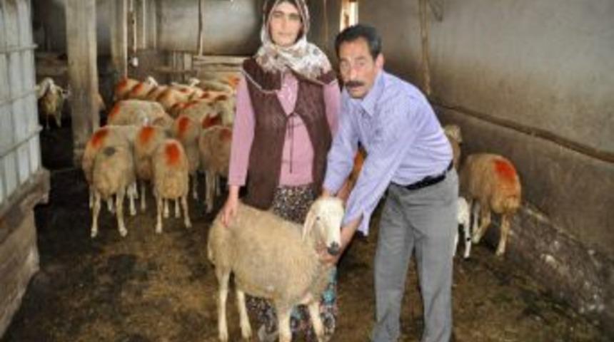 Yozgat'ta &ccedil;alınan kuzular Gaziantep'te bulundu