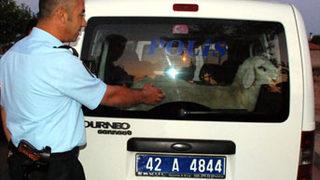 Bisikletle koyun hırsızlığı