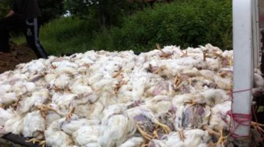 Sıcaklığın 39 dereceye &ccedil;ıktığı perşembe g&uuml;n&uuml; 400 bin tavuk telef oldu