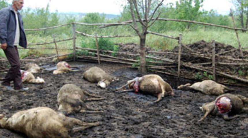 Simav'da kurt saldırısı